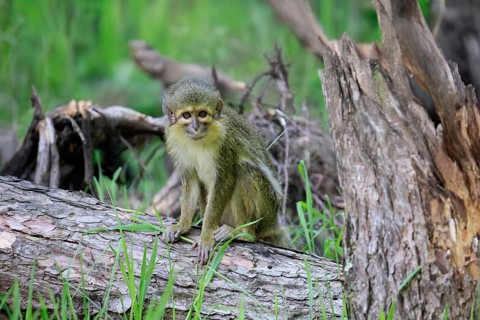 Gabon talapoin (Miopithecus ogouensis), adult, alert, on tree trunk