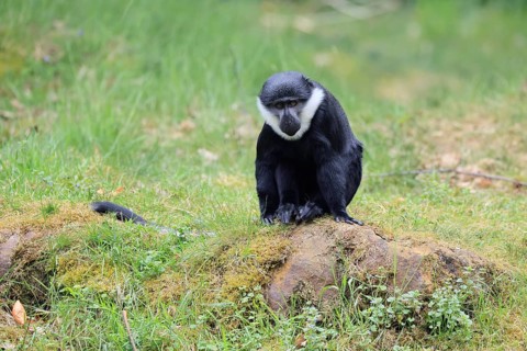 L'Hoest's monkey (Cercopithecus lhoesti), adult, on rocks, vigilant