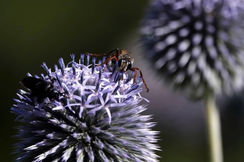 Scolia hirta, July, Germany
