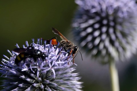 Grasshopper sand wasp, July, Germany