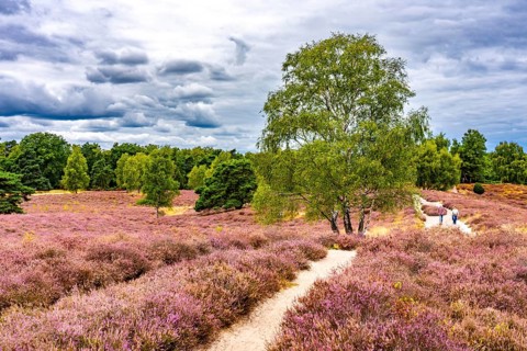 Westruper Heide, in the Hohe Mark Westmünsterland nature park Park, near Haltern am See, heather