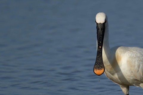 Eurasian spoonbill (Platalea leucorodia) adult bird in a shallow lagoon, England, United Kingdom