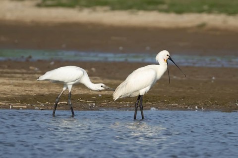 Eurasian spoonbill (Platalea leucorodia) two birds adult bird and juvenile bird in a shallow