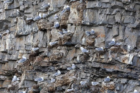 Group of kittiwakes (Rissa tridactyla) in a field wall, nesting sites, Mushamna, Spitsbergen,
