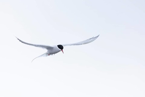 Arctic Arctic Tern (Sterna paradisaea) in a shaking flight to catch fish, Terns (Sterninae),