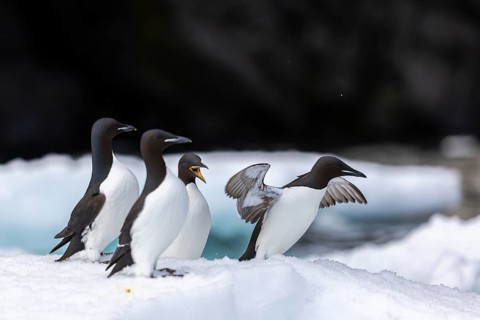 Thick-billed guillemot (Uria lomvia) on an ice floe, alcids (Alcidae), Alkefjellet, Spitsbergen,