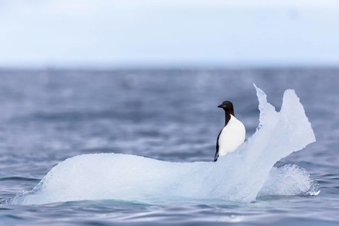 Thick-billed guillemot (Uria lomvia) on an ice floe, sea, water, alcids (Alcidae), Alkefjellet,