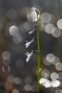 Water lobelia (Lobelia dortmanna), Emsland, Lower Saxony, Germany