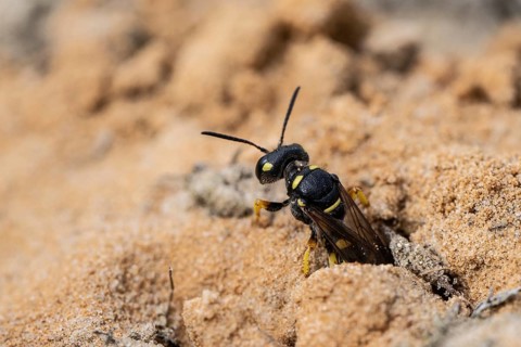 Digger wasp (Gorytes laticinctus), Emsland, Lower Saxony, Germany