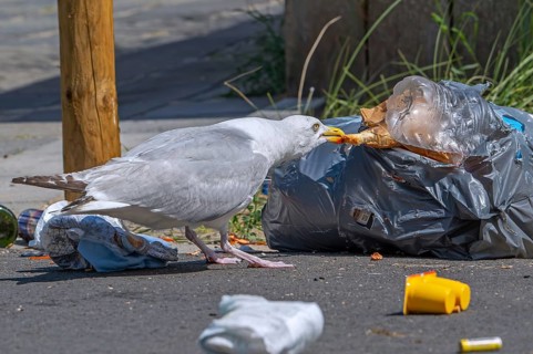 Bird nuisance by herring gull tearing up rubbish bag and feeding on trash, household refuse and