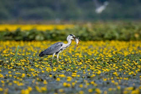 Grey heron (Ardea cinerea) amidst flowering sea pots (Nymphoides peltata) Hungary