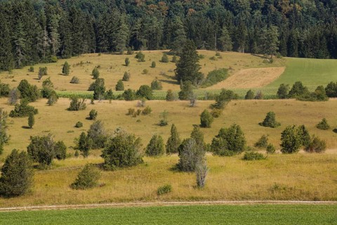 Landscape, nature, trees, meadow, juniper heath, Digelfeld near Hayingen, Swabian Alb,