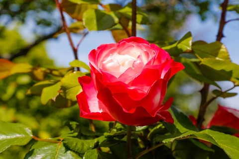Rose (Rosa), cultivated rose, white and red blossom, green leaves, garden, flowers, plants,