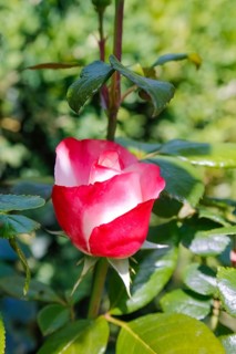 Rose (Rosa), cultivated rose, white and red blossom, green leaves, garden, flowers, plants,