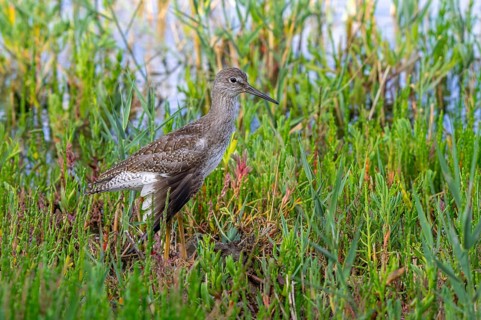 Injured common redshank (Tringa totanus) juvenile with broken wing hidden in glasswort vegetation
