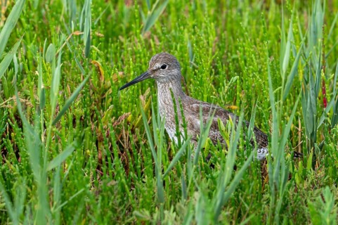 Common redshank (Tringa totanus) juvenile hidden in vegetation with glasswort on the shore of