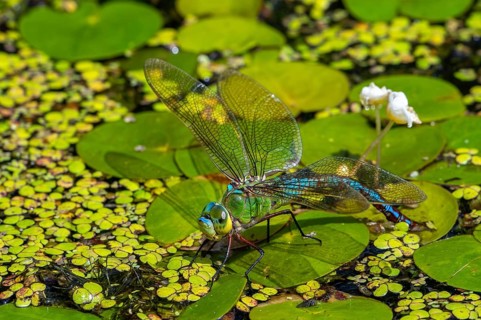 Emperor dragonfly, blue emperor (Anax imperator, Anax formosa) female with blue abdomen laying eggs