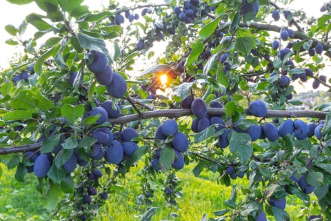 Plum tree in summer with ripe fruit and radiant sun star