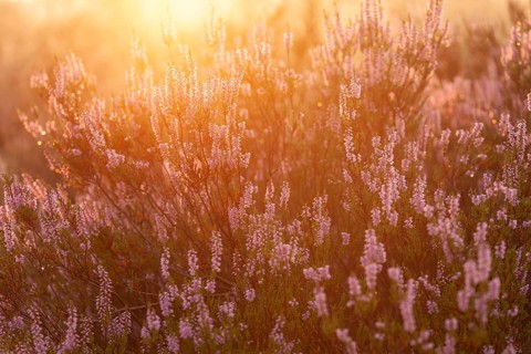 Bell heather (Erica tetralix) in the Lüneburg Heath in the yellow-red morning light at sunrise