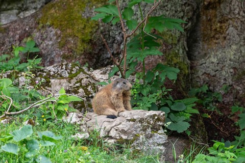 Adult marmot on the alpine meadow in front of the burrow on the Königsbachalm near Berchtesgaden