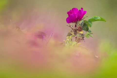 Dog rose (Rosa canina), Ringkøbing Fjord, Denmark
