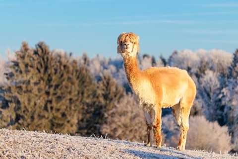 A white alpaca (Vicugna pacos) stands in the early morning light on a frozen meadow in hilly