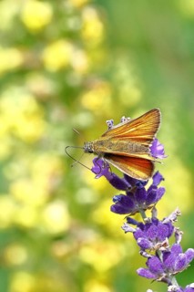 Large skipper (Ochlodes venatus), collecting nectar from a flower of Common lavender (Lavandula