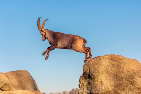A male ibex (Capra ibex) leaps from rock to rock in the warm evening light. A blue sky can be seen