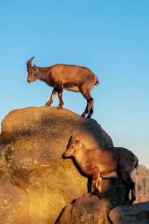 Two female ibex (Capra ibex) stand on a rock in the warm evening light. A blue sky can be seen in