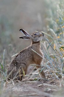 The hare likes it... Brown hare (Lepus europaeus) eats, nibbles from ripe wheat shortly in front of