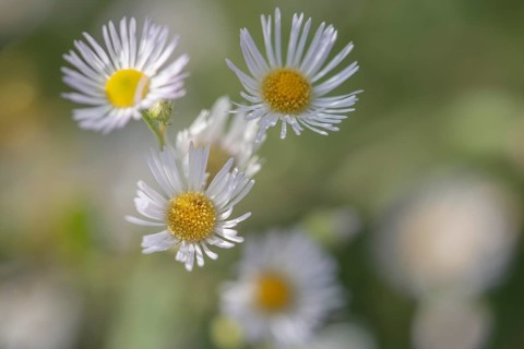 Annual fireweed (Erigeron annuus), Emsland, Lower Saxony, Germany