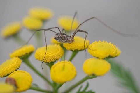 Weaver's garter (Phalangium opinio) on tansy (Tanacetum vulgare), Emsland, Lower Saxony, Germany