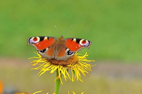 Peacock butterfly (Aglais io), on a yellow flower of a Great Telekie (Telekia speciosa), Wilnsdorf,