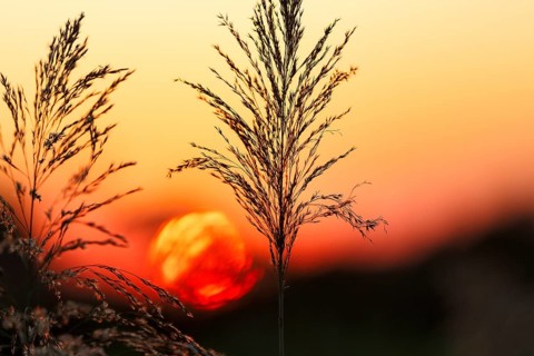 Reed (Phragmites australis), flower panicles in a marshy area, sunset, Saintes-Maries-de-la-Mer,