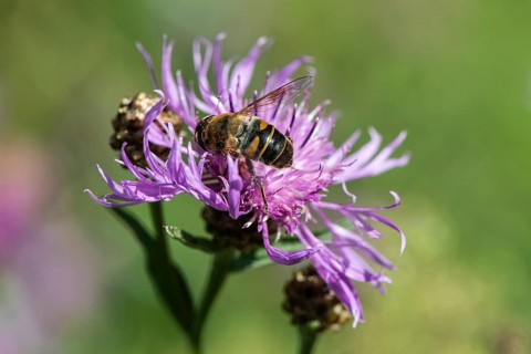 Tapered Dronefly (Eristalis pertinax) in a meadow knapweed (Centaurea jacea), Lower Saxony, Germany
