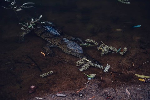 Special light atmosphere with crocodile in the outback in Windjana Gorge National Park in Australia