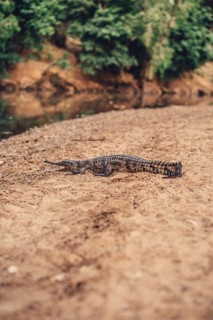 Special light atmosphere with crocodile in the outback in Windjana Gorge National Park in Australia