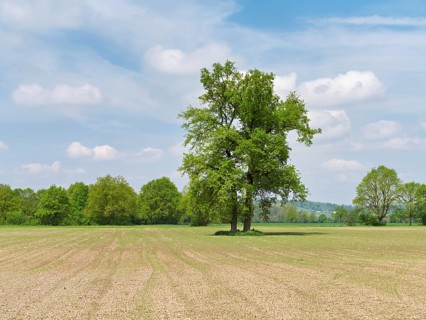 A group of English oaks (Quercus robur), standing in a field during leaf emergence, Siebeneichen