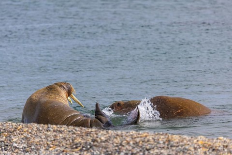 Two walruses (Rosmarus arcticus) in the water, Mammals (Mammalia), Eolusneset, Spitsbergen,