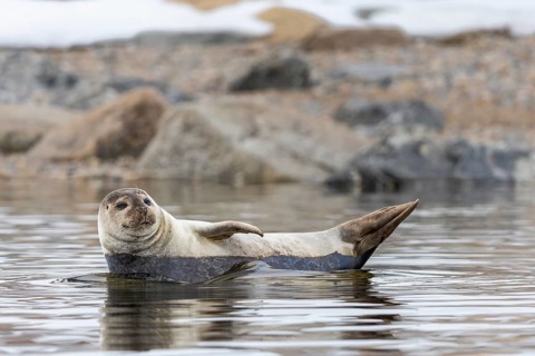 Harbour seal (Phoca vitulina) lying on a stone in the water, Mammals (Mammalia), Smeerenburgbreen,