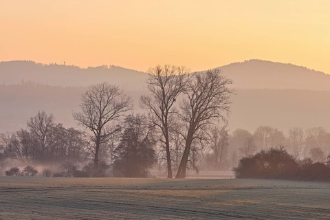 Meadows and trees in the early morning mist in the light of the rising sun, Reusstal, Aristau,