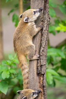 South American coati (Nasua nasua) youngster klimbing a little tree, captive, Zoo Augsburg