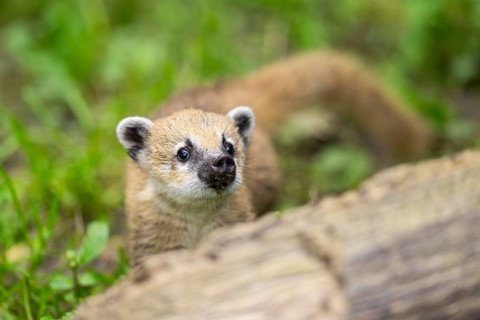 South American coati (Nasua nasua) youngster standing on the ground, captive, Zoo Augsburg