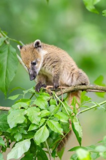 South American coati (Nasua nasua) youngster klimbing a little tree, captive, Zoo Augsburg