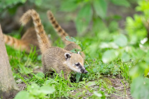 South American coati (Nasua nasua) youngster walking on the ground, captive, Zoo Augsburg