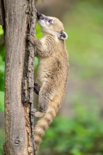 South American coati (Nasua nasua) youngster klimbing a little tree, captive, Zoo Augsburg