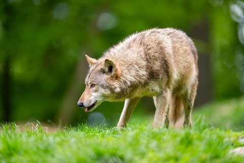 Eastern wolves (Canis lupus lycaon) standing on a meadow, Bavaria, Germany