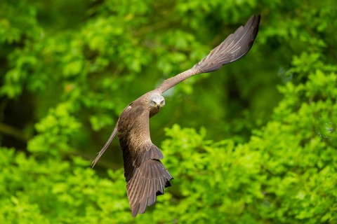 Black kite (Milvus migrans) flying in a forest in early summer, Bavaria, Germany