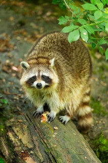 Common raccoon (Procyon lotor) on the edge of a little lake, Bavaria, Germany