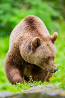 Brown bear (Ursus arctos) walking on a meadow, Bavaria, Germany